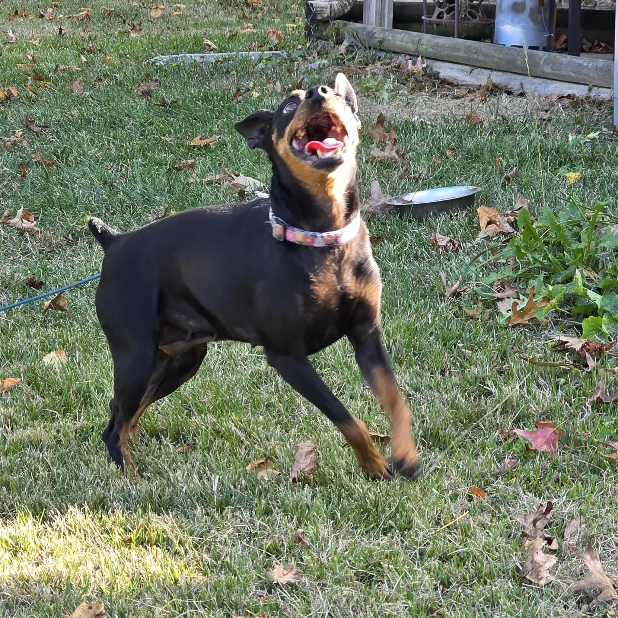 Daisy, a Adoptable Miniature Pinscher in Hazelwood, MO image 2/6