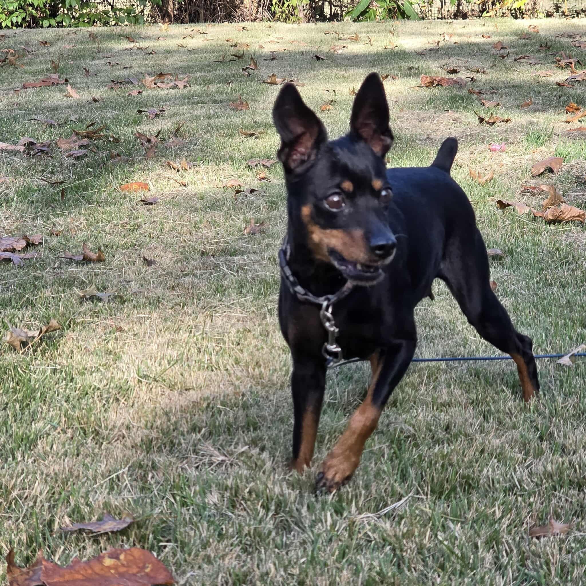 Daisy, a Adoptable Miniature Pinscher in Hazelwood, MO image 4/6