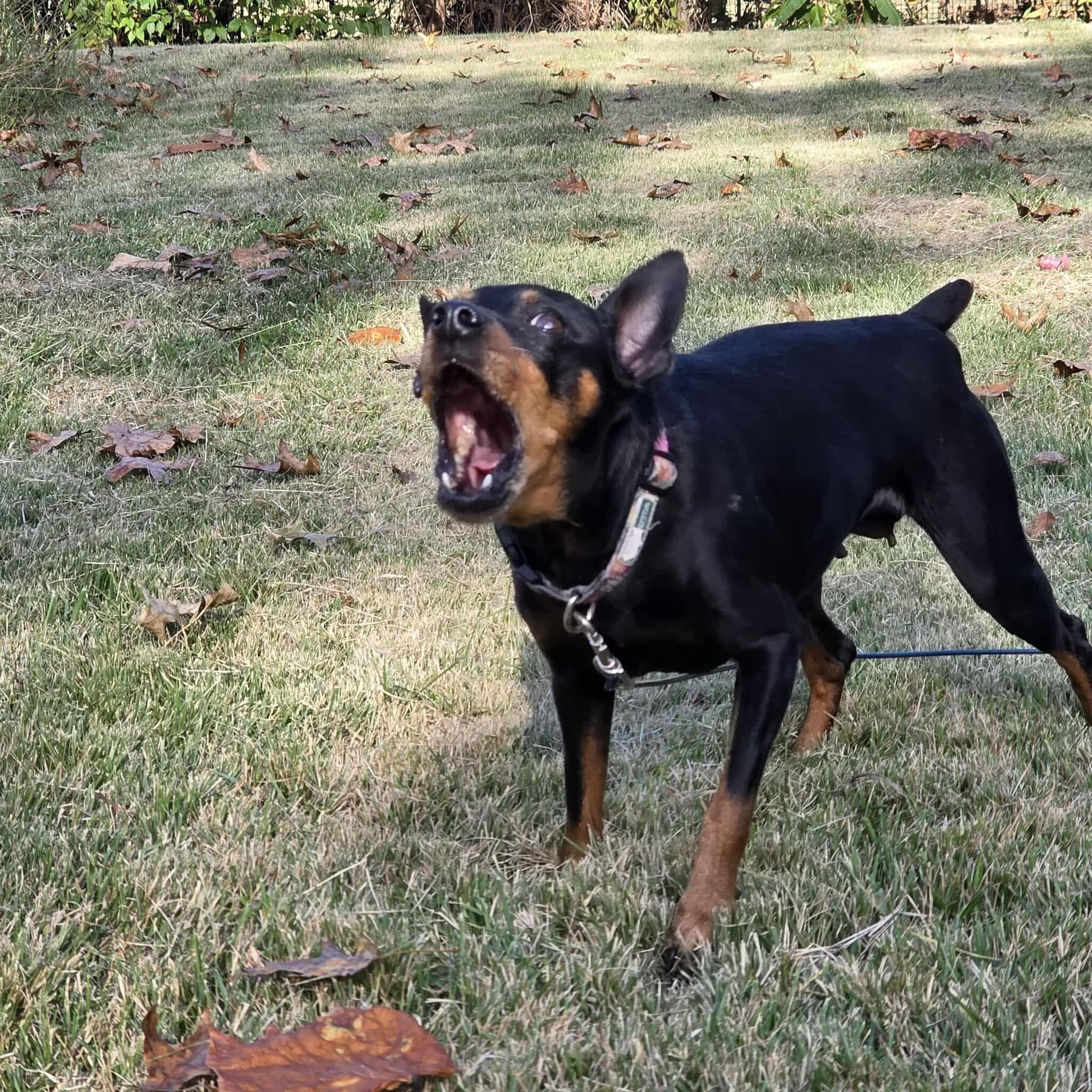 Daisy, a Adoptable Miniature Pinscher in Hazelwood, MO image 5/6