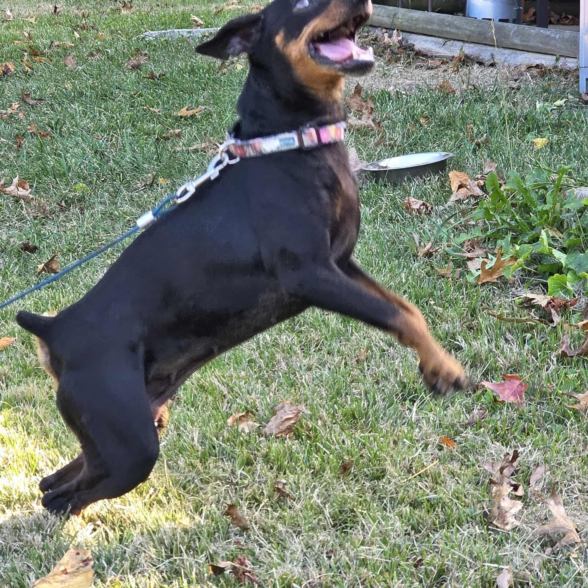 Daisy, Adoptable, Senior Female Miniature Pinscher.