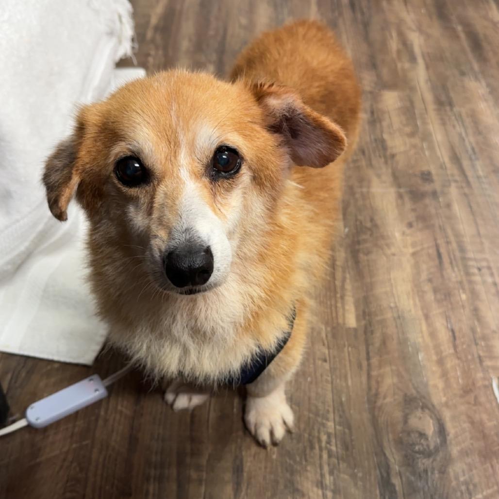 Enlarge Eugene, a Adoptable Cardigan Welsh Corgi in Evensville, TN image 1/1