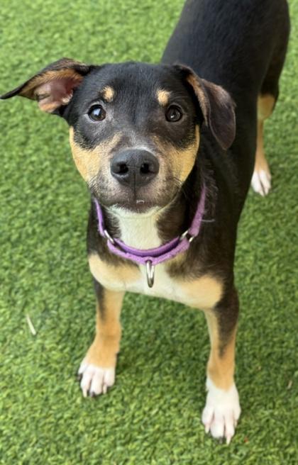 Cashew — thumbnail 2