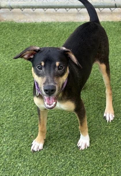 Cashew — thumbnail 3