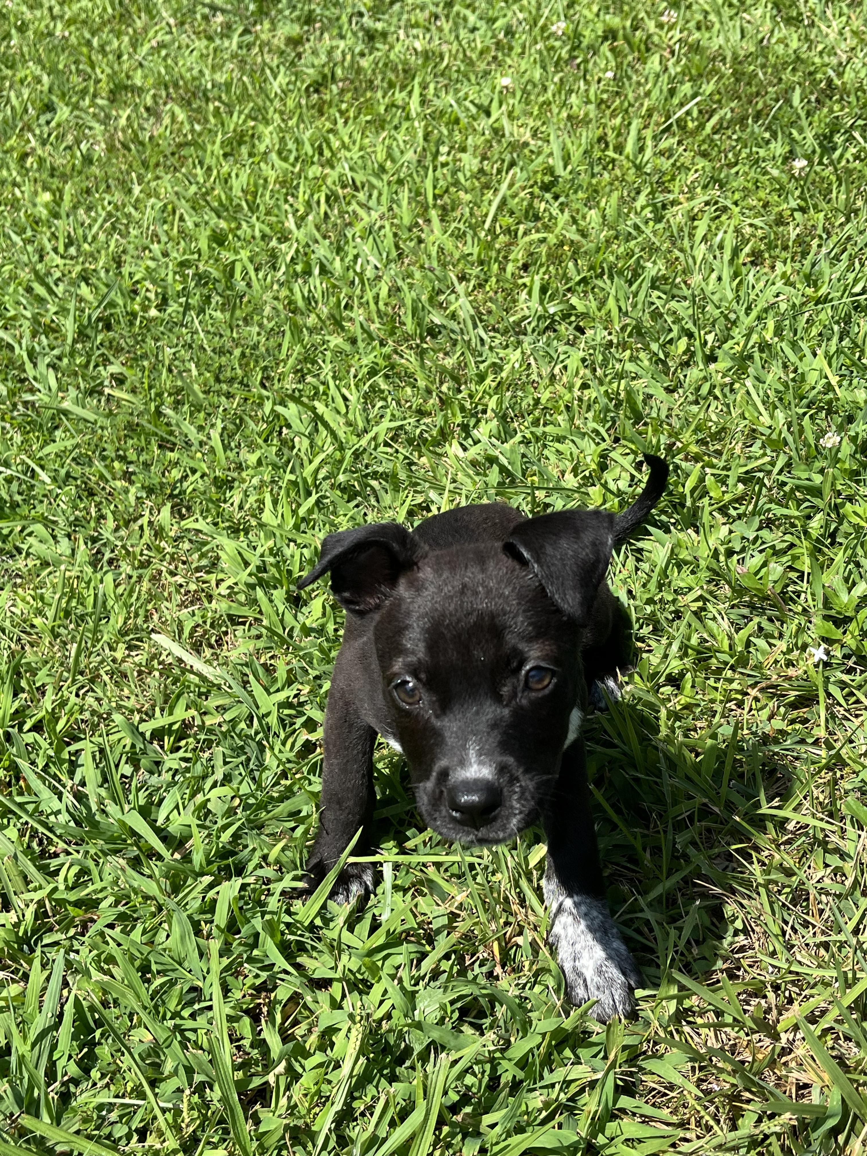 Sugar, a ADOPTABLE mixed breed in Cookeville, TN image 1/5