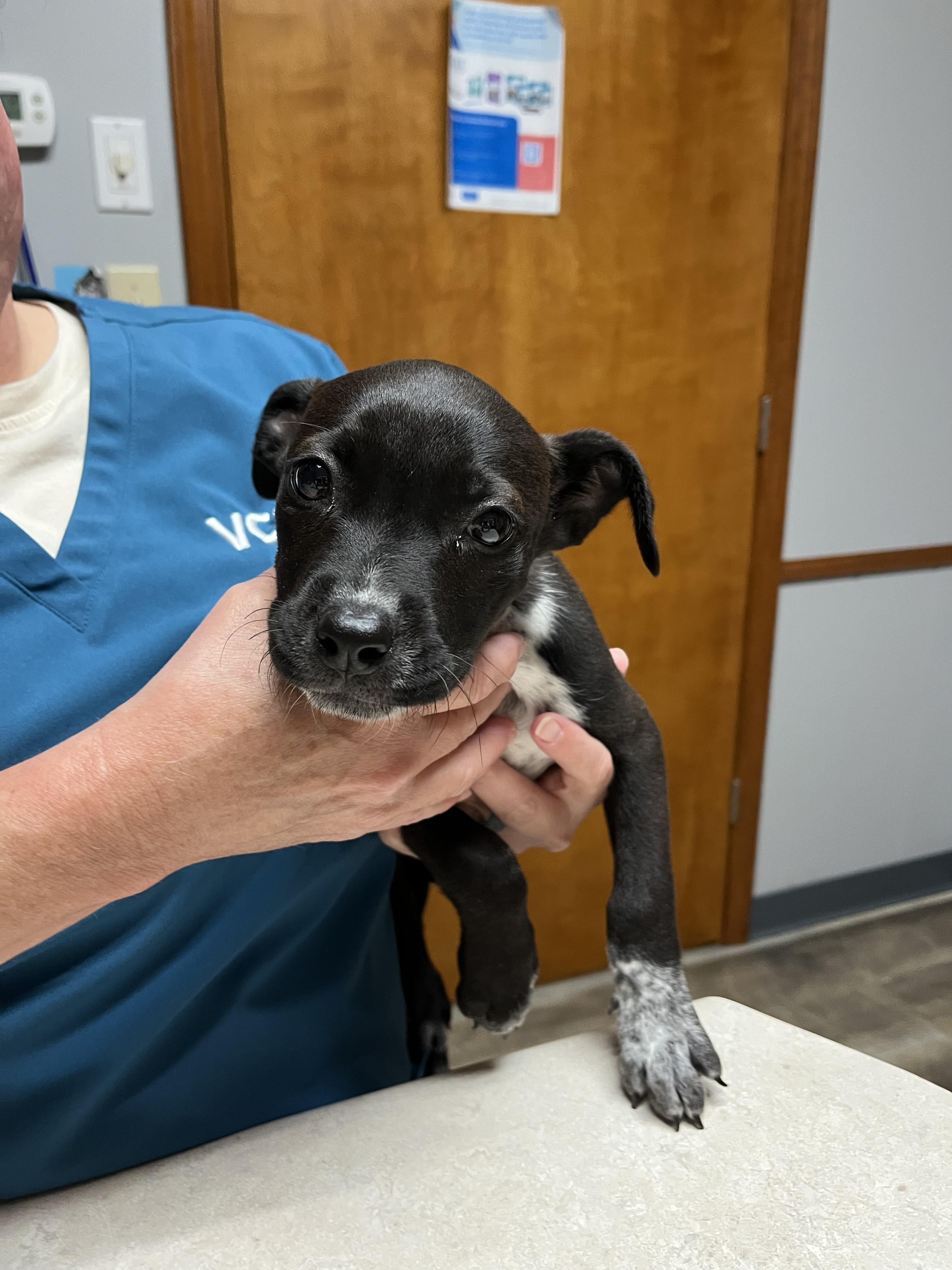 Sugar, a ADOPTABLE mixed breed in Cookeville, TN image 5/5