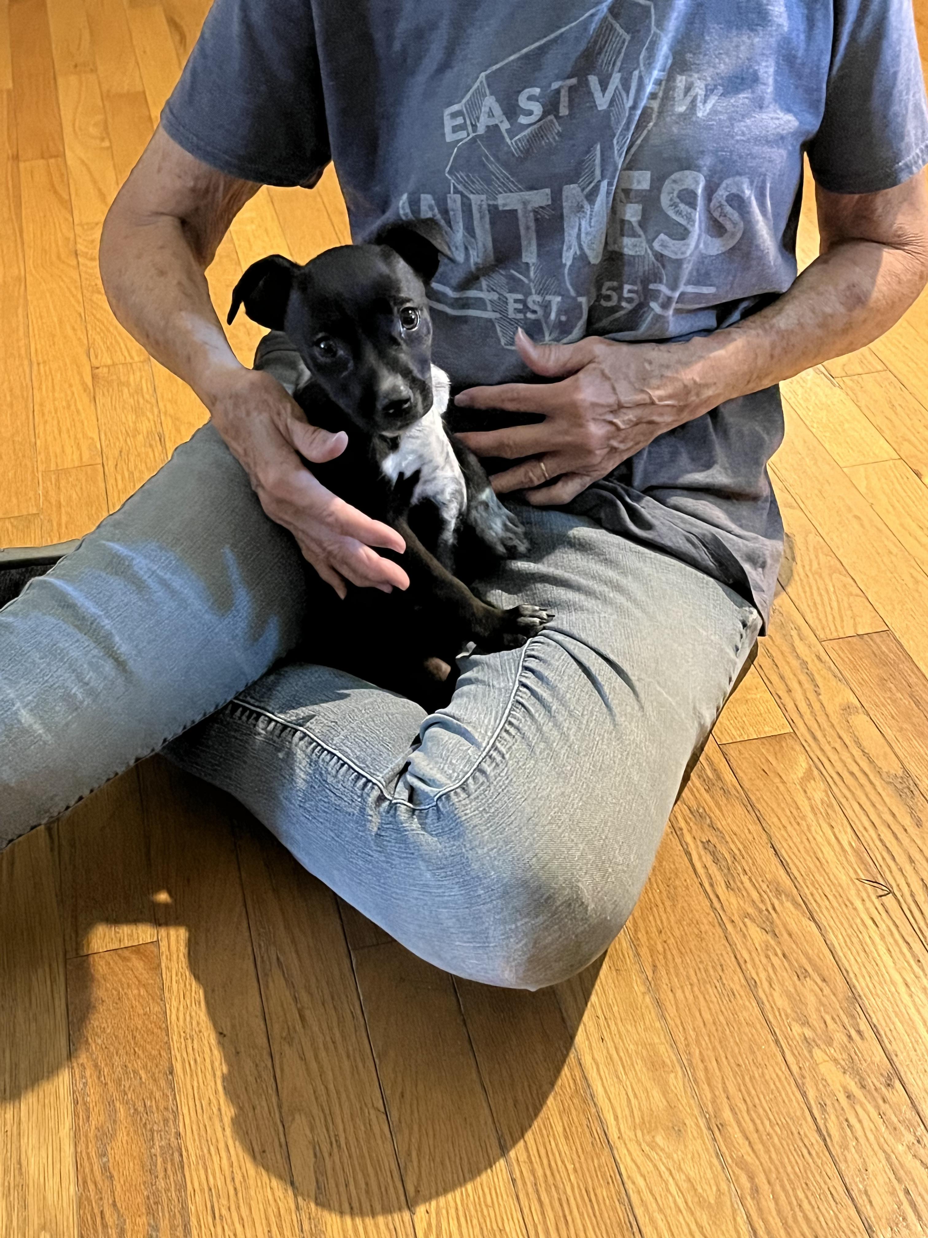 Sugar, a ADOPTABLE mixed breed in Cookeville, TN image 2/5