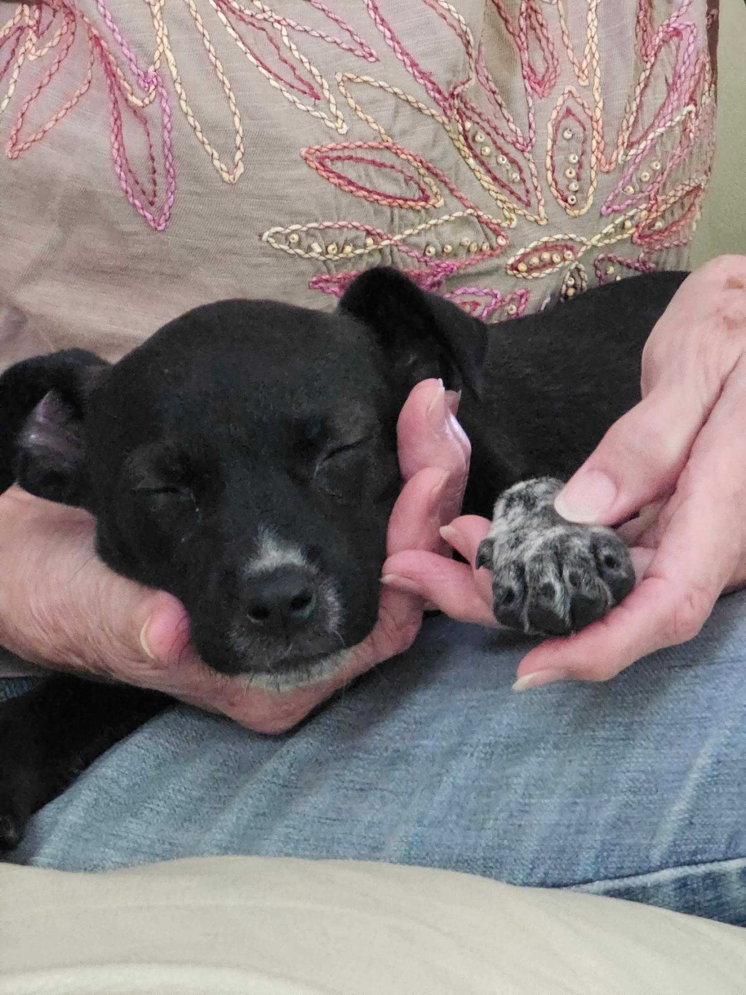 Sugar, a ADOPTABLE mixed breed in Cookeville, TN image 3/5