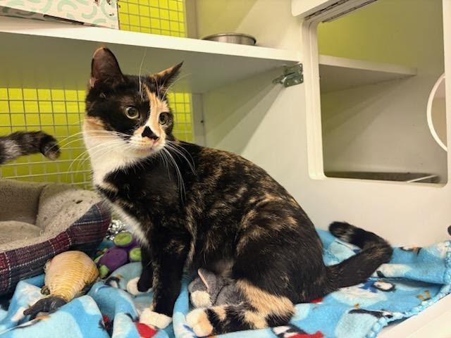 Enlarge Camila, an adopted Tortoiseshell in Mound, MN image 4/4