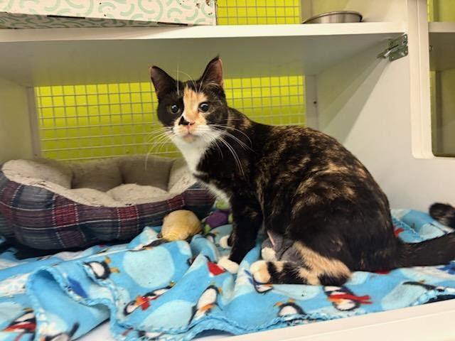 Enlarge Camila, an adopted Tortoiseshell in Mound, MN image 3/4