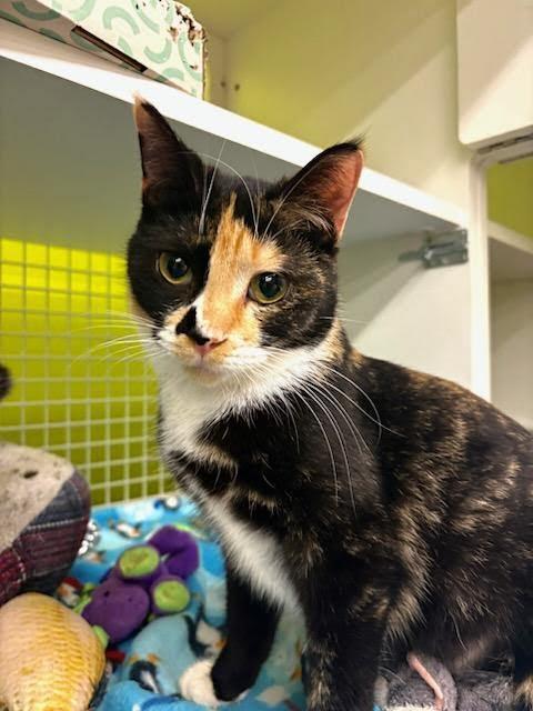 Enlarge Camila, an adopted Tortoiseshell in Mound, MN image 1/4