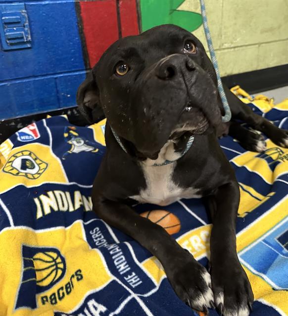 Enlarge MISS BISCUIT, a Adoptable mixed breed in Indianapolis, IN image 1/1