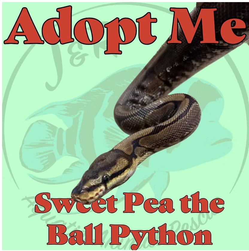 Enlarge Sweet Pea the Fancy Ball Python, a Adoptable Ball Python in Neenah, WI image 1/2