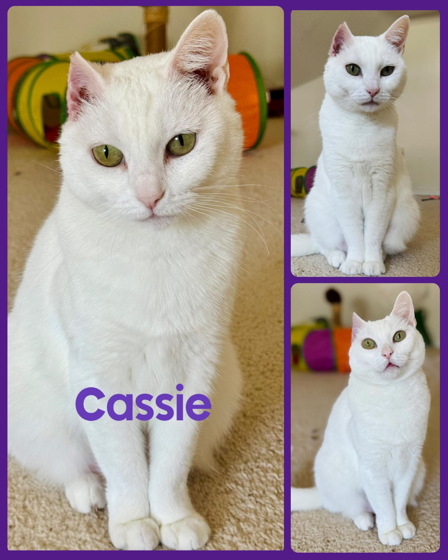 Enlarge Cassie, a Adoptable mixed breed in Fort Worth, TX image 1/1
