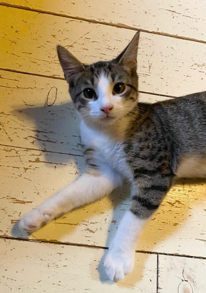 Enlarge Ocean aka Snowpea, a Adoptable Domestic Short Hair in Gorham, ME image 1/2