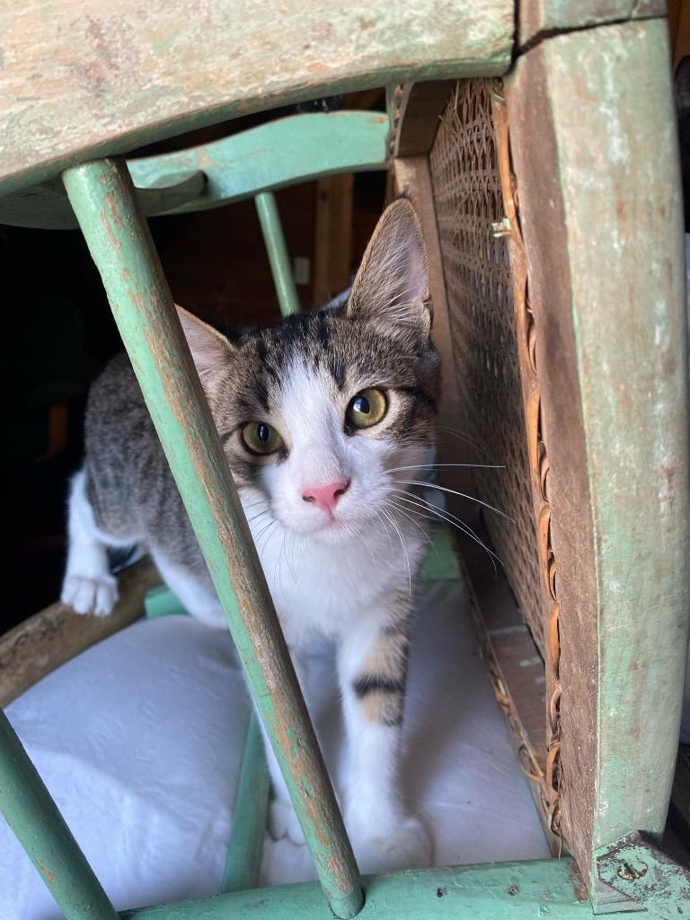 Enlarge Ocean aka Snowpea, a Adoptable Domestic Short Hair in Gorham, ME image 2/2