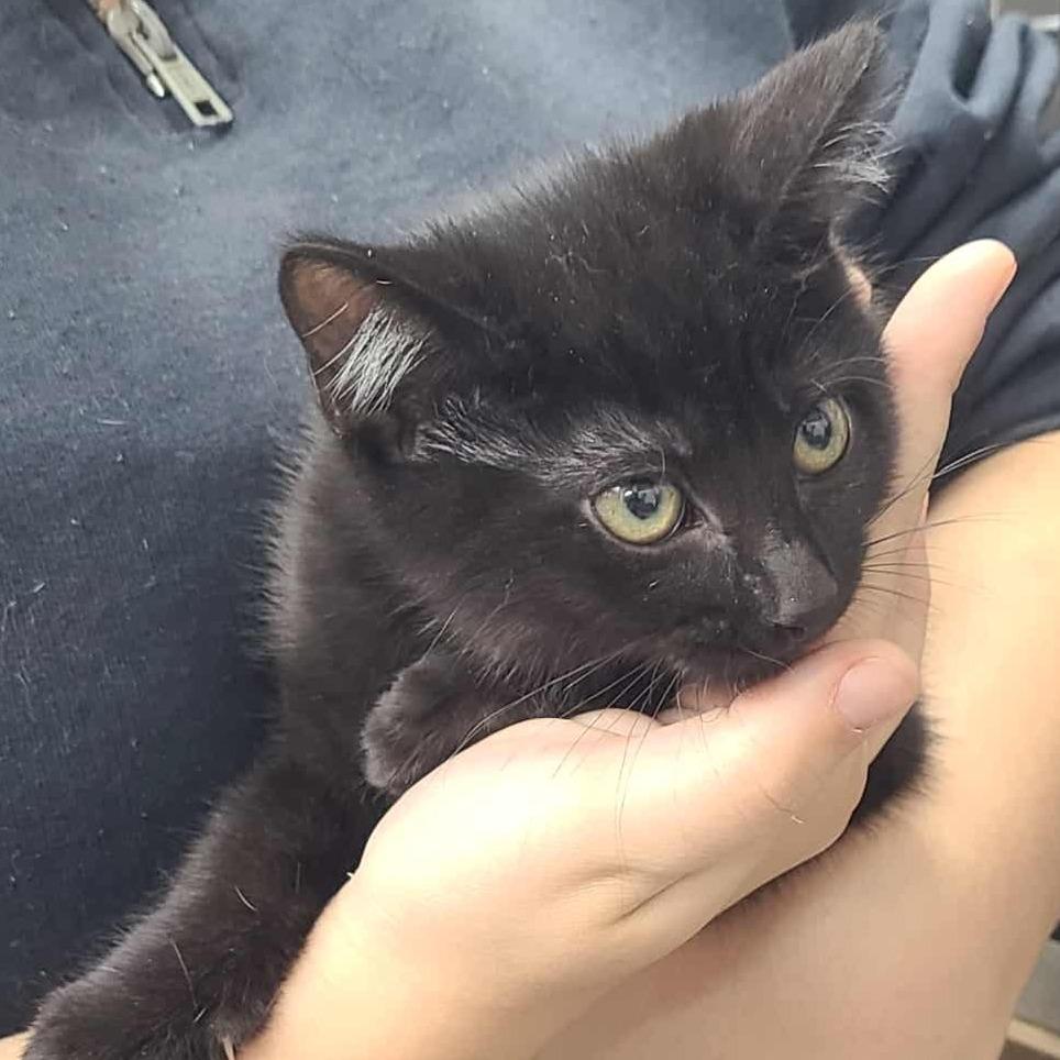 Slip N Slide, a Adoptable Domestic Short Hair in Coos Bay, OR image 2/2