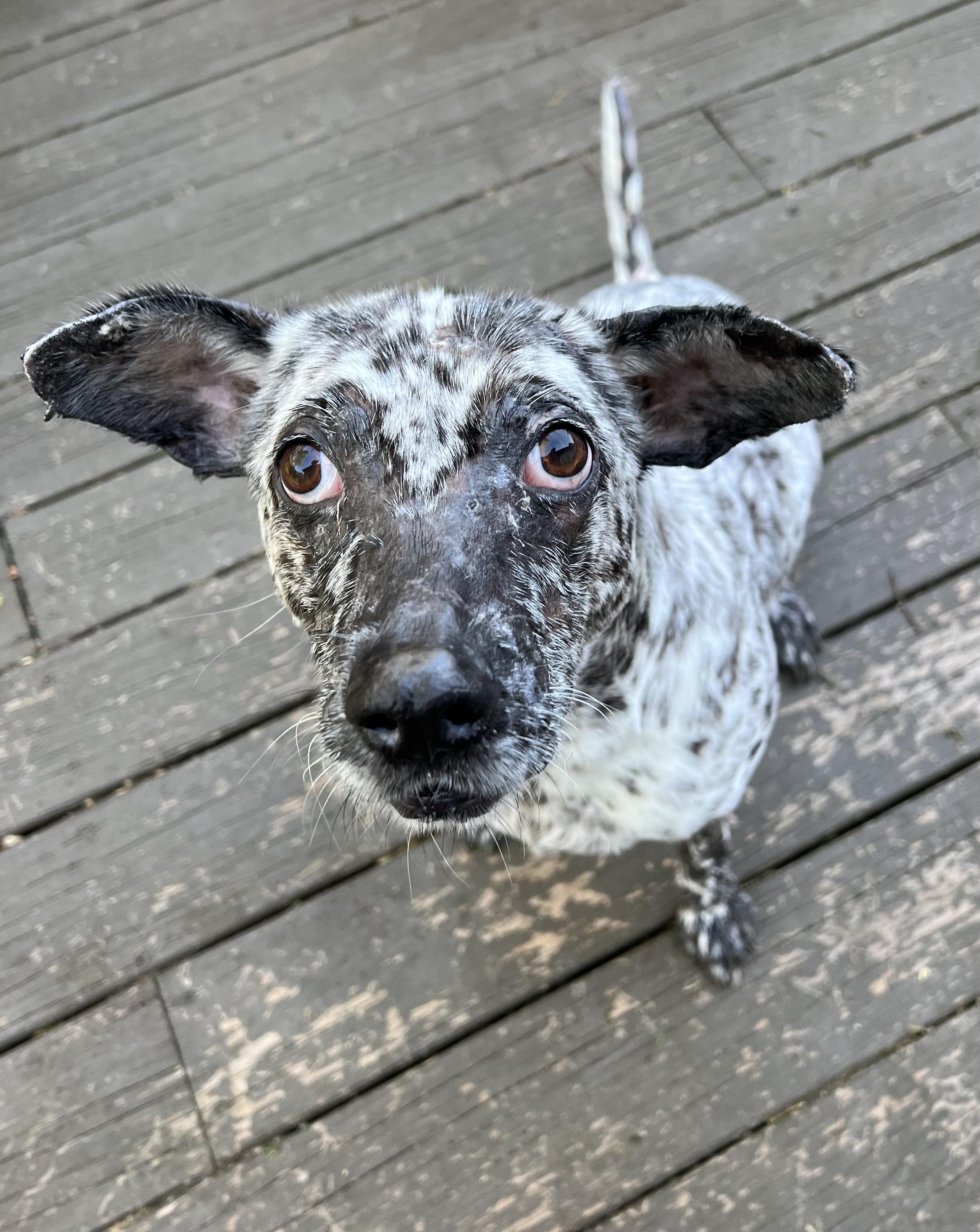 Enlarge Kali, a Adoptable mixed breed in Allen Park, MI image 3/6