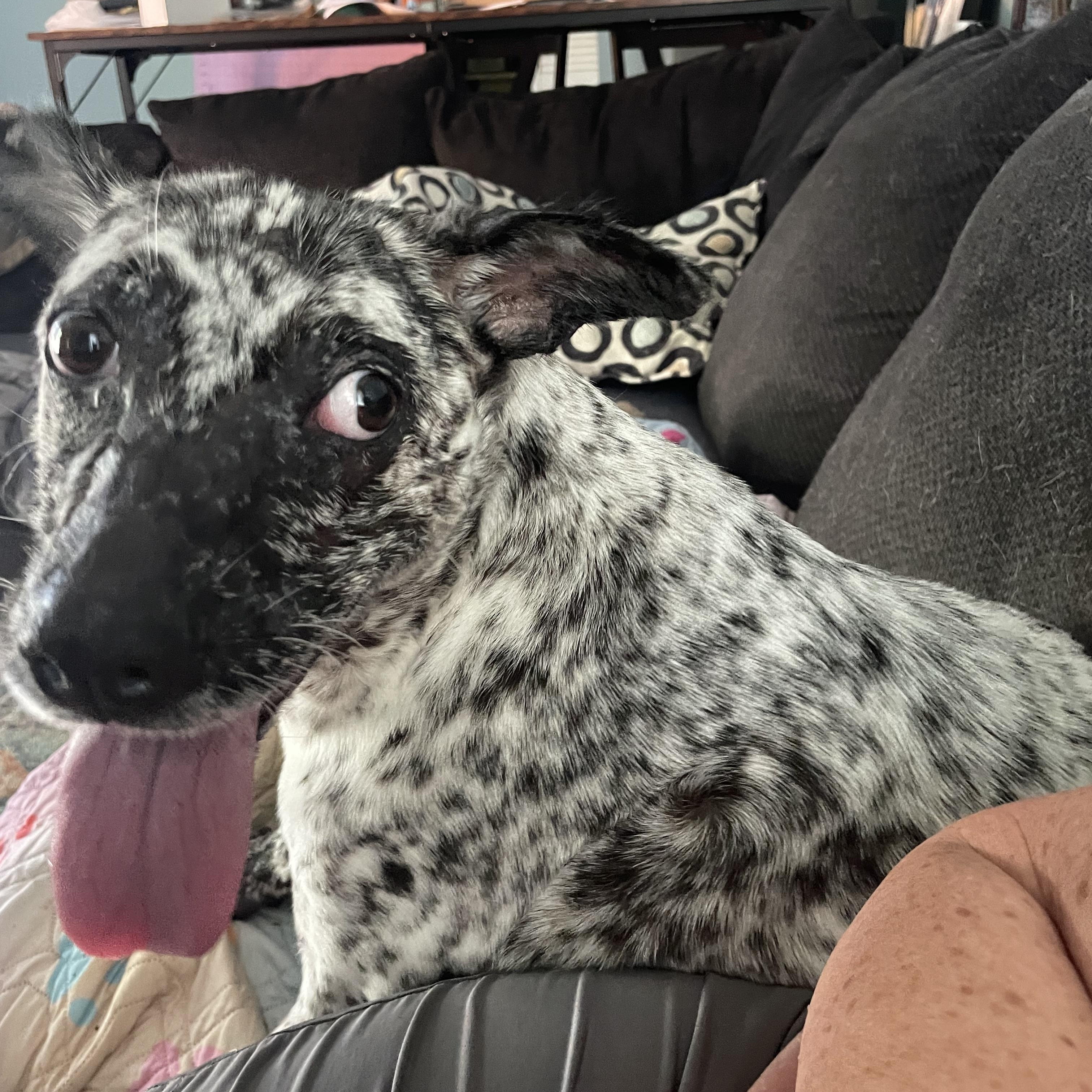 Kali, Adoptable, Adult Female Pit Bull Terrier & Xoloitzcuintli / Mexican Hairless.