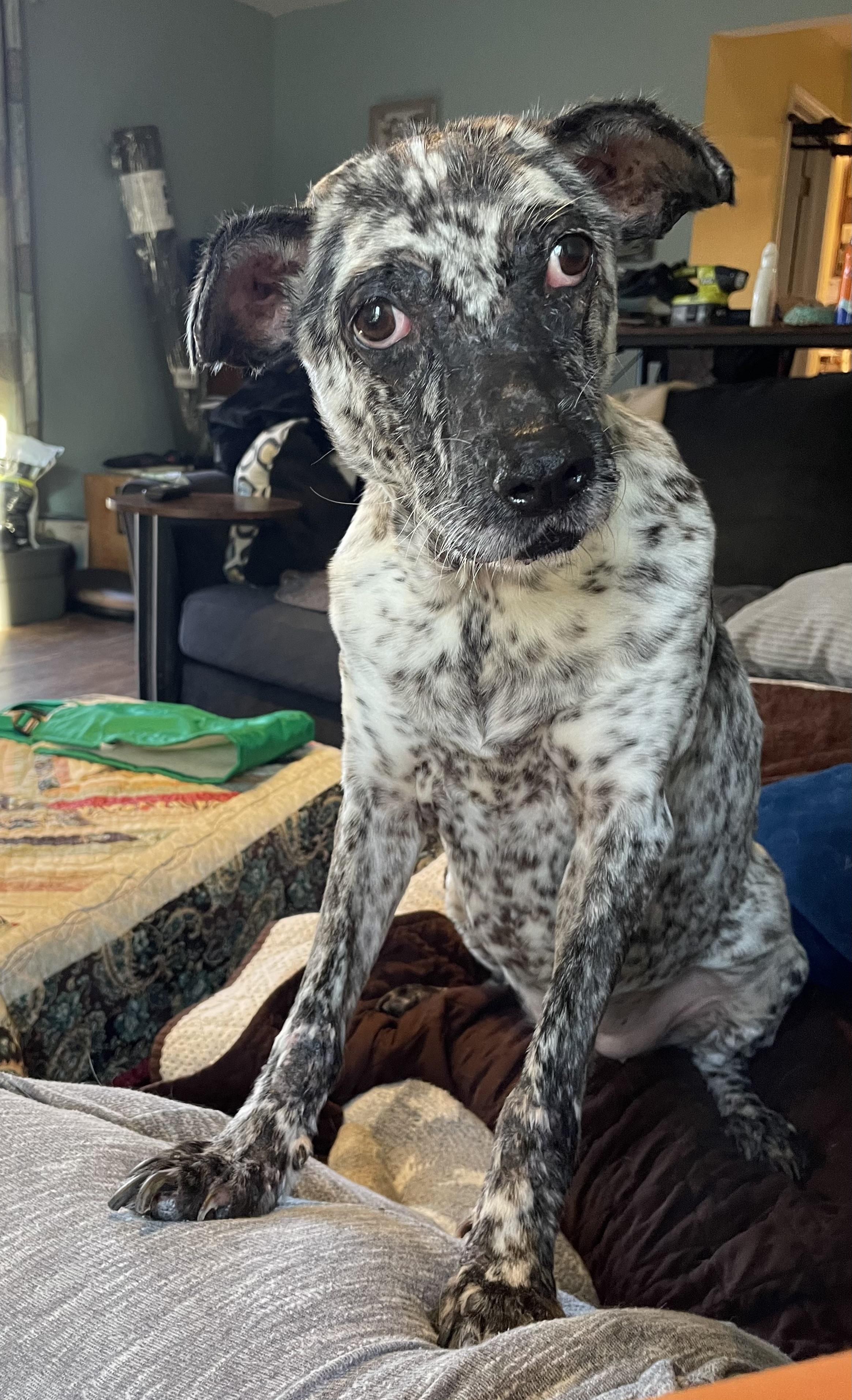 Enlarge Kali, a Adoptable mixed breed in Allen Park, MI image 2/6
