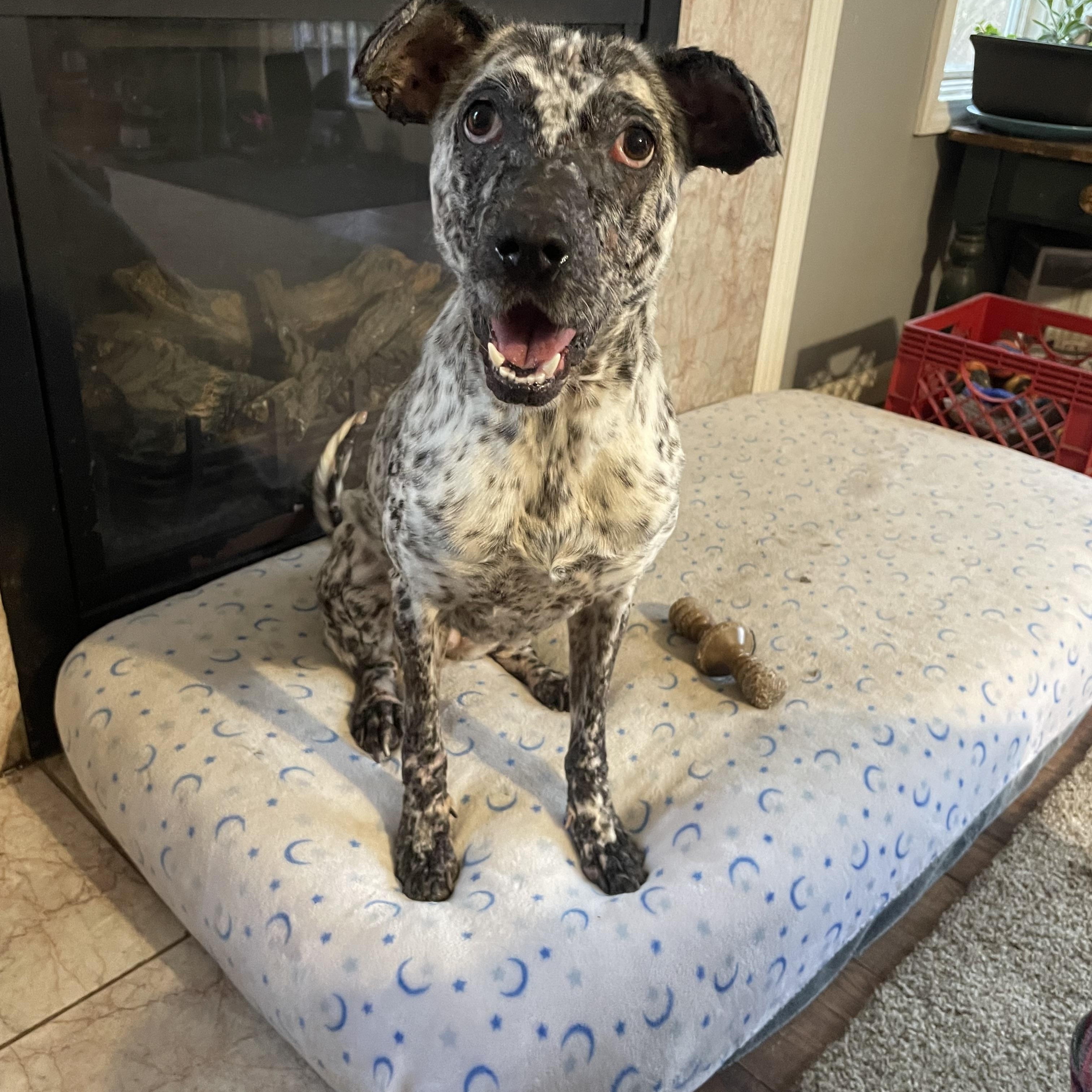 Enlarge Kali, a Adoptable mixed breed in Allen Park, MI image 4/6