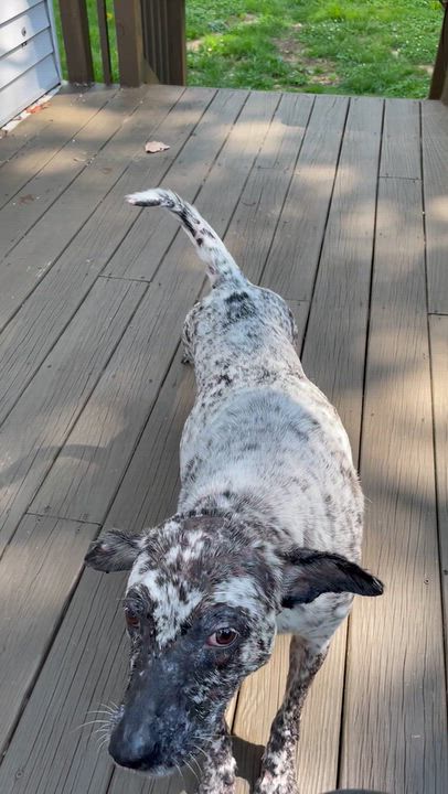Enlarge Kali, a Adoptable mixed breed in Allen Park, MI video 5/6