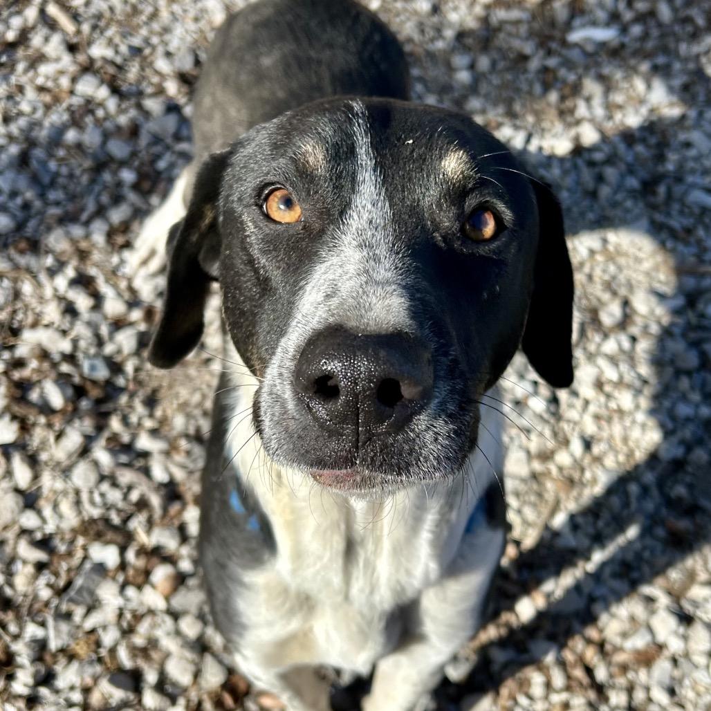 Enlarge Raider, a Adoptable mixed breed in Pineville, MO image 2/5