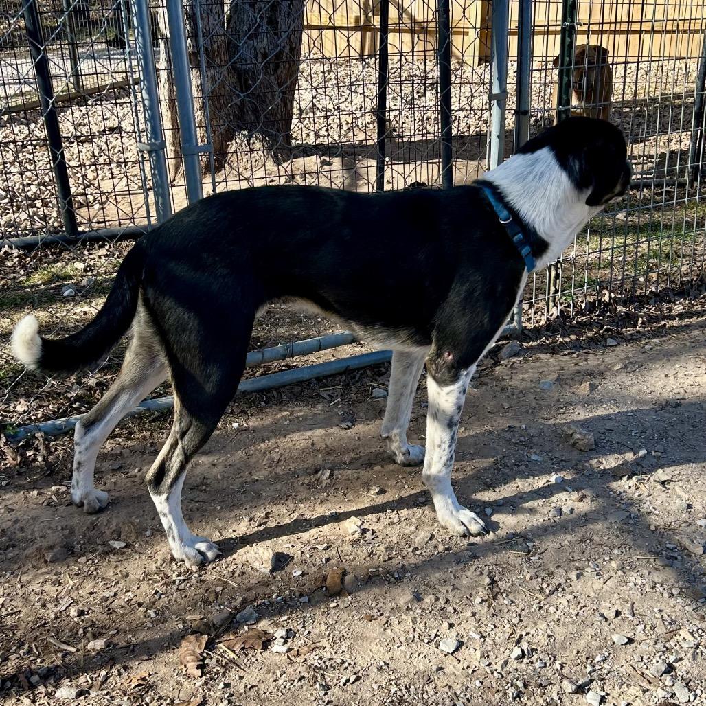 Enlarge Raider, a Adoptable mixed breed in Pineville, MO image 3/5