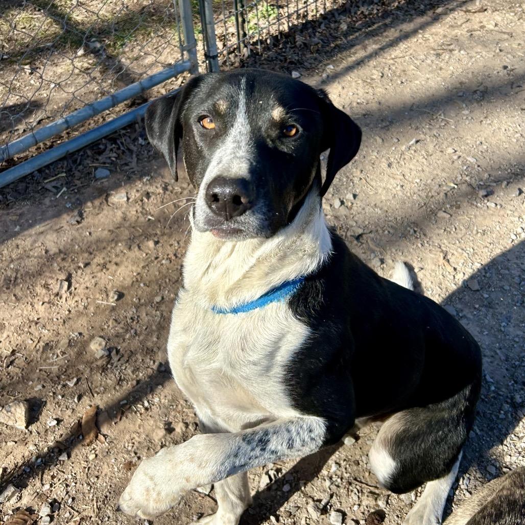 Enlarge Raider, a Adoptable mixed breed in Pineville, MO image 4/5