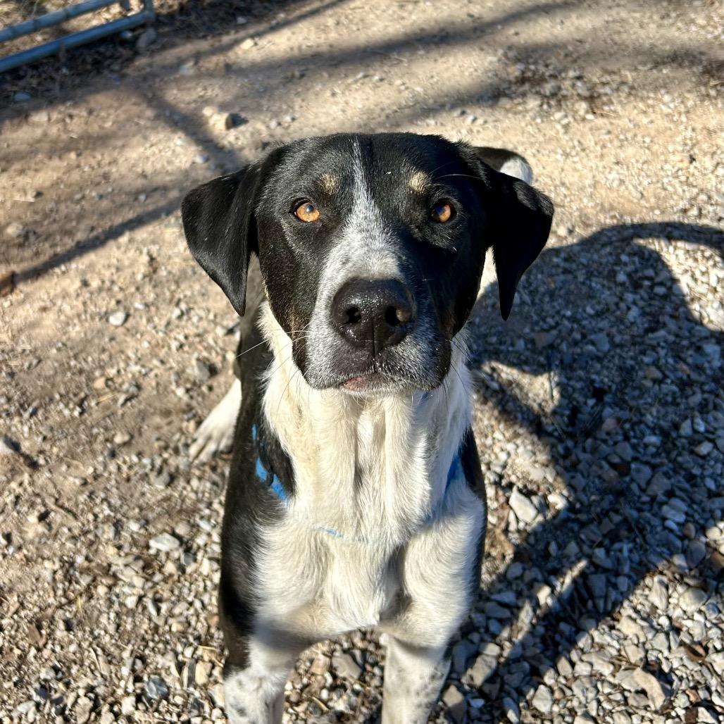 Enlarge Raider, a Adoptable mixed breed in Pineville, MO image 5/5