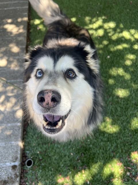 Nova, Adoptable, Adult Female Husky.