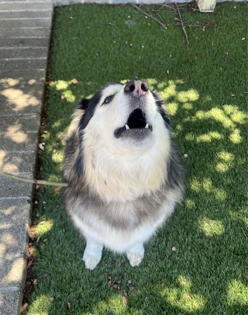 Enlarge Nova, a Adoptable Husky in Phoenix, OR image 3/4