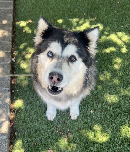 Enlarge Nova, a Adoptable Husky in Phoenix, OR image 4/4