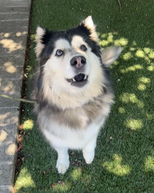 Enlarge Nova, a Adoptable Husky in Phoenix, OR image 2/4