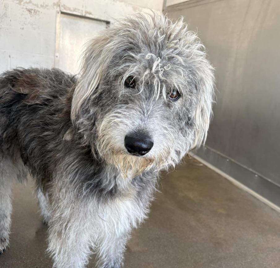 Enlarge ARTHUR, an adopted mixed breed in los angeles, CA image 1/1