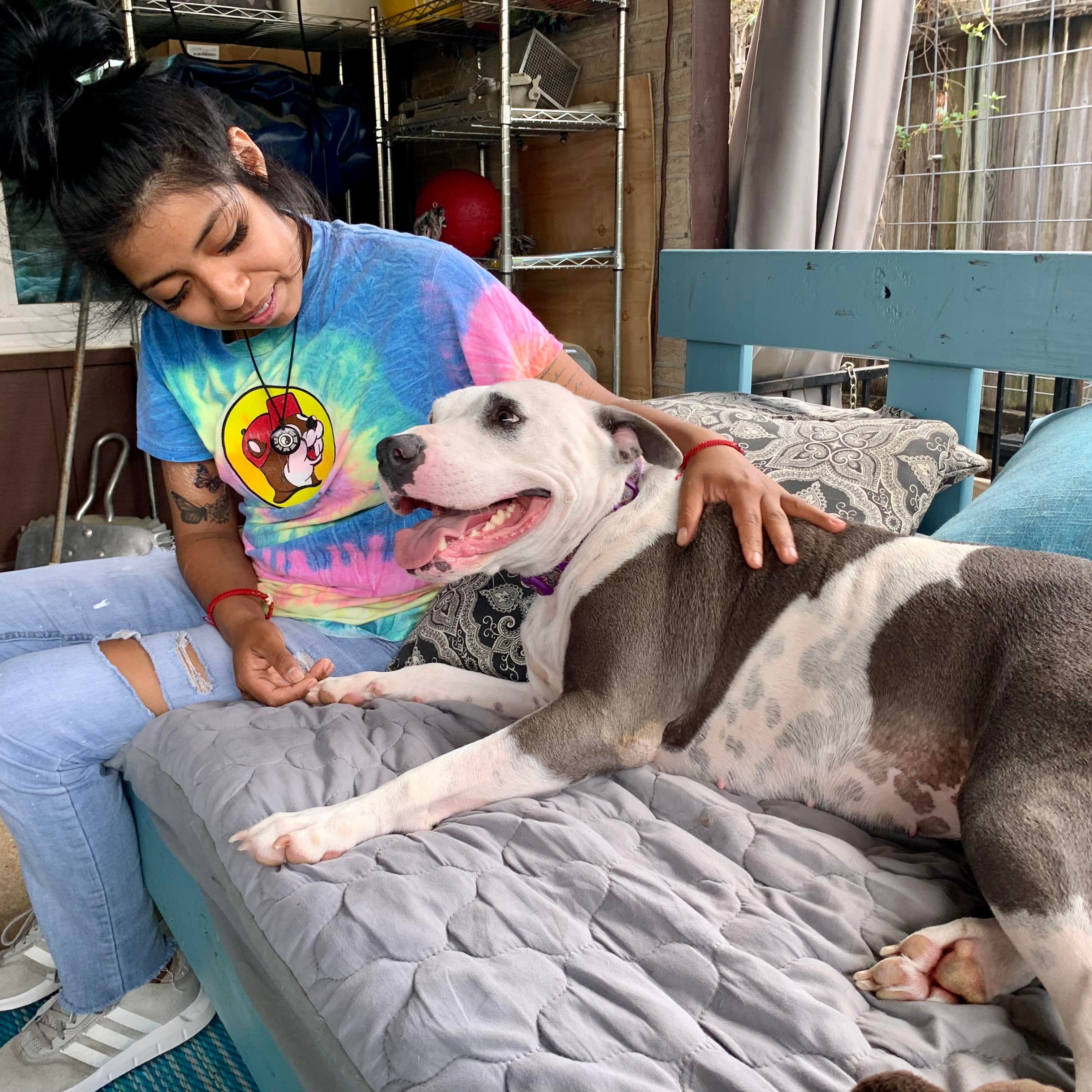 Enlarge Claire, a Adoptable mixed breed in Houston, TX image 4/6