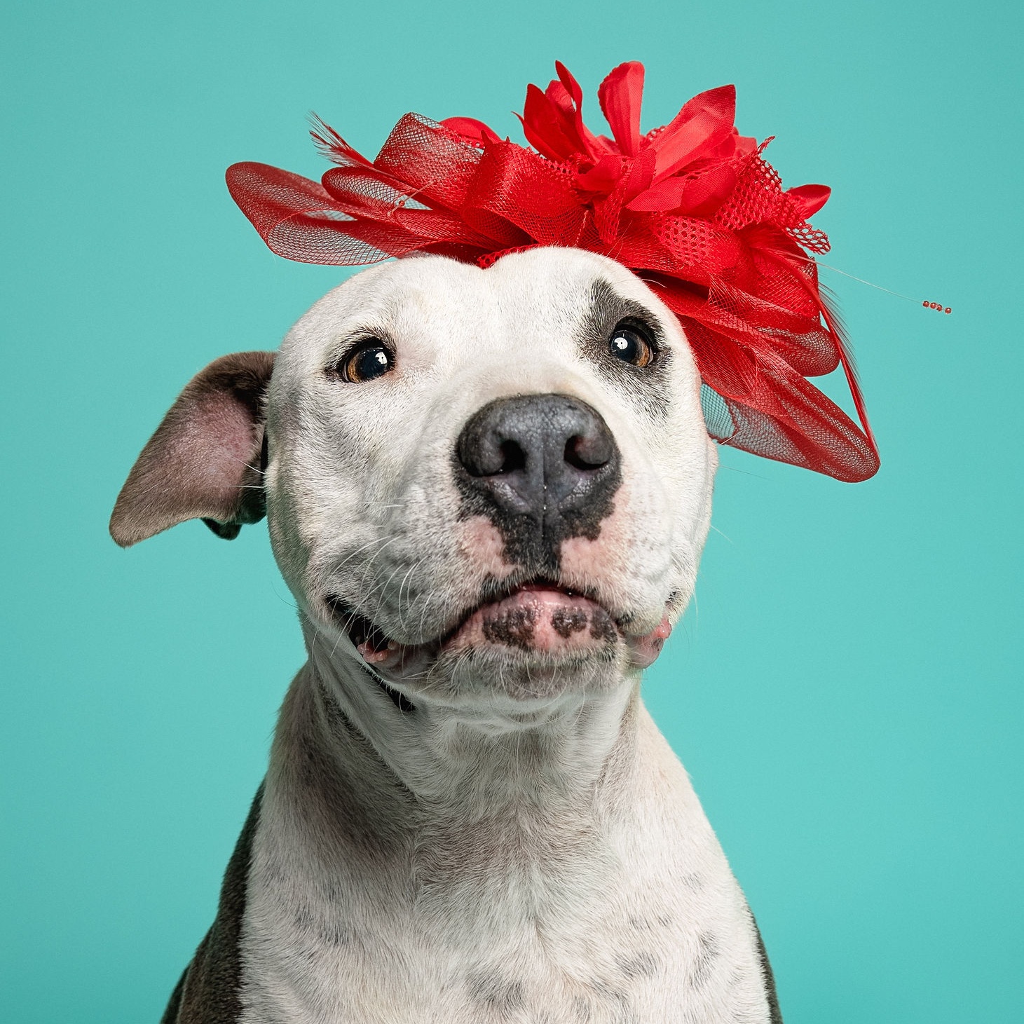 Enlarge Claire, a Adoptable mixed breed in Houston, TX image 3/6