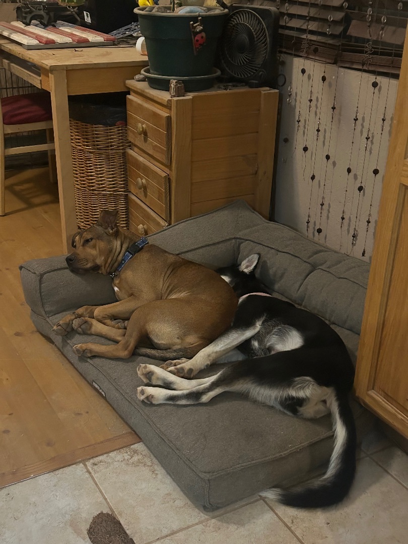 Enlarge Batgirl, a Adoptable Shar-Pei in Gilbert, AZ image 1/5