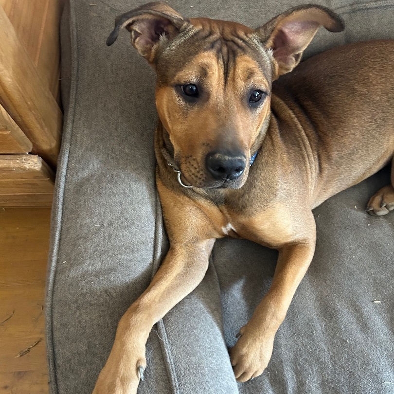 Enlarge Batgirl, a Adoptable Shar-Pei in Gilbert, AZ image 2/5