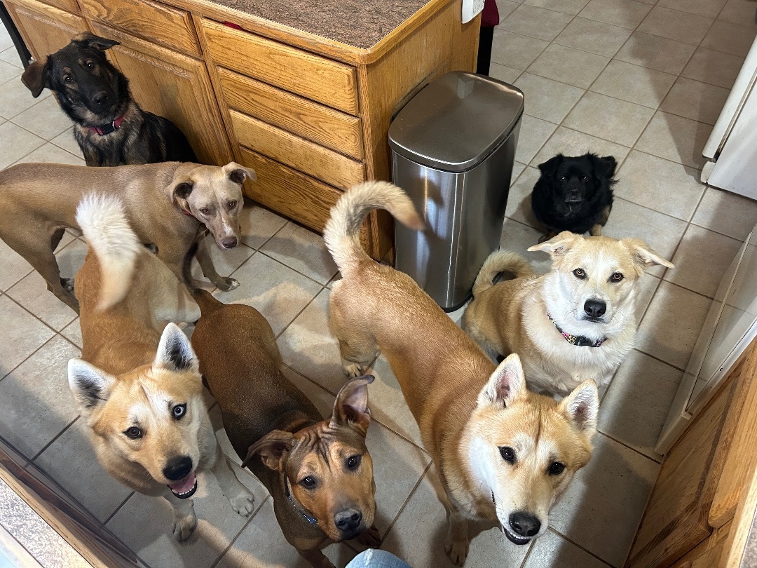 Batgirl, an adoptable Shar-Pei in Gilbert, AZ, 85298 | Photo Image 3
