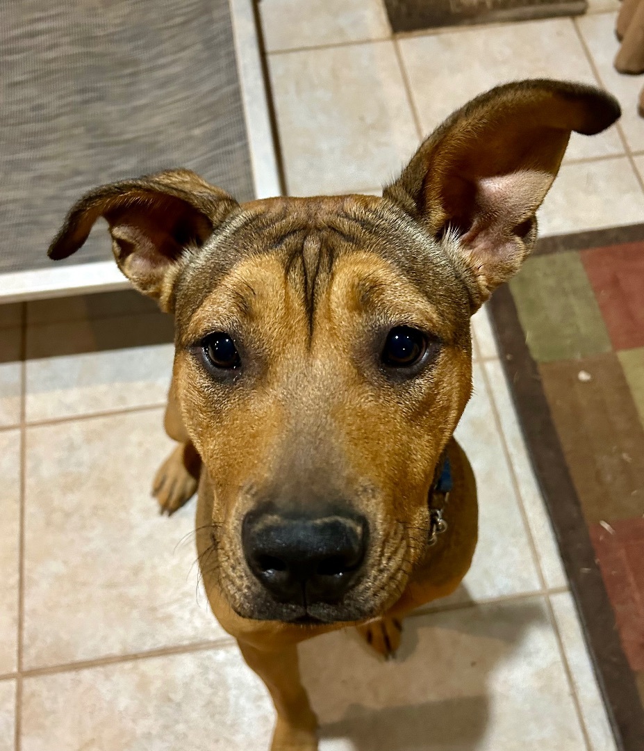 Batgirl, an adoptable Shar-Pei in Gilbert, AZ, 85298 | Photo Image 4