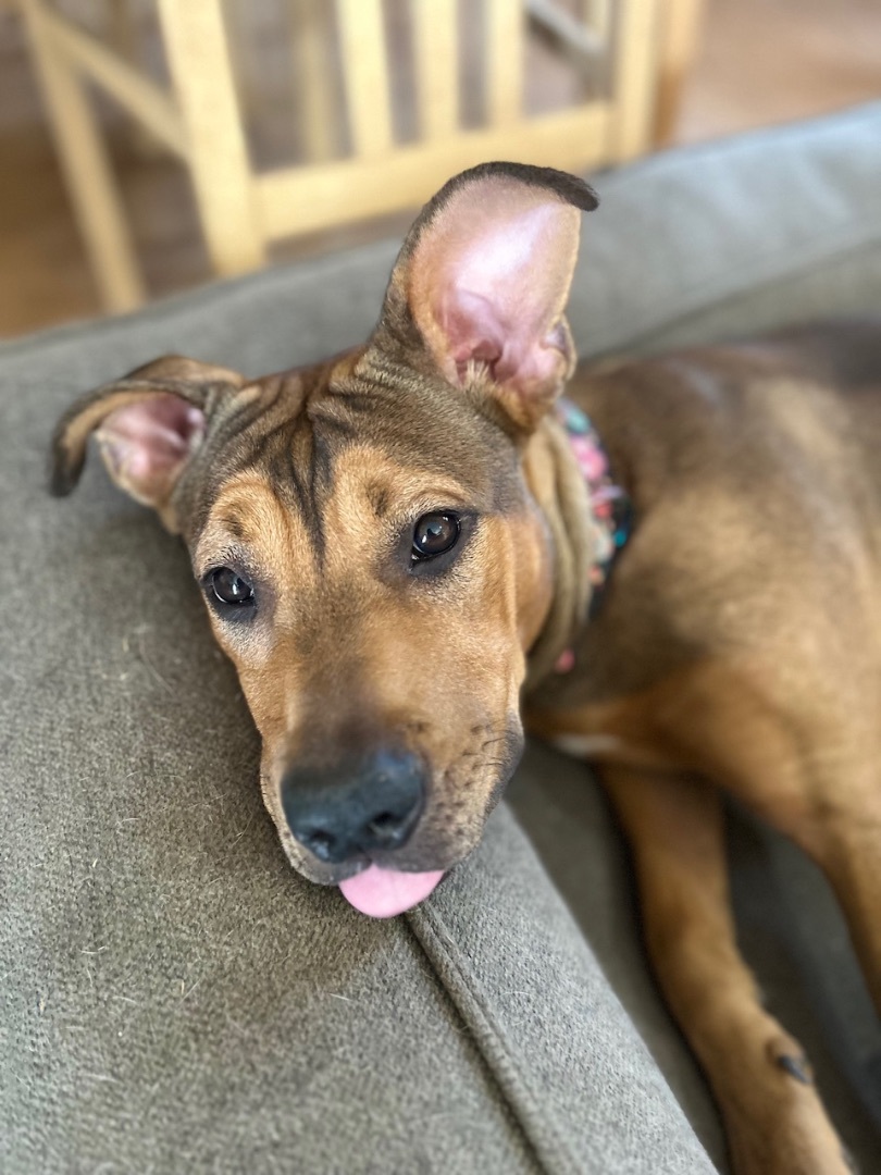 Enlarge Batgirl, a Adoptable Shar-Pei in Gilbert, AZ image 5/5