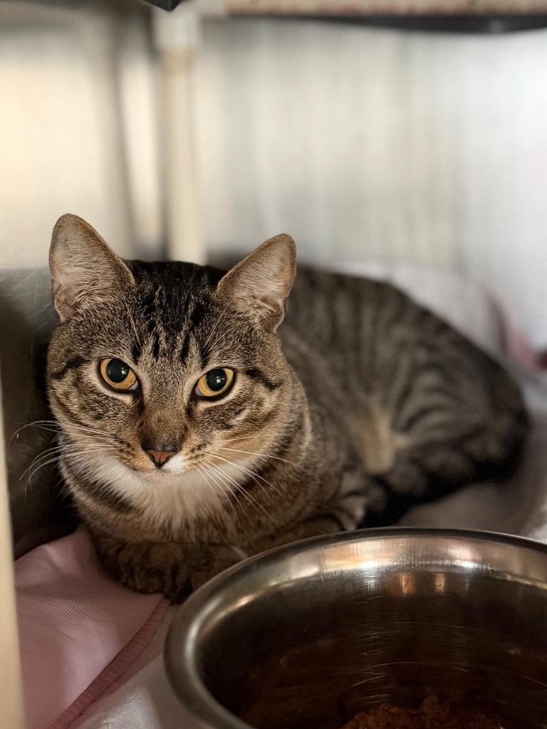 Phoenix, Adoptable, Young Male Domestic Short Hair.