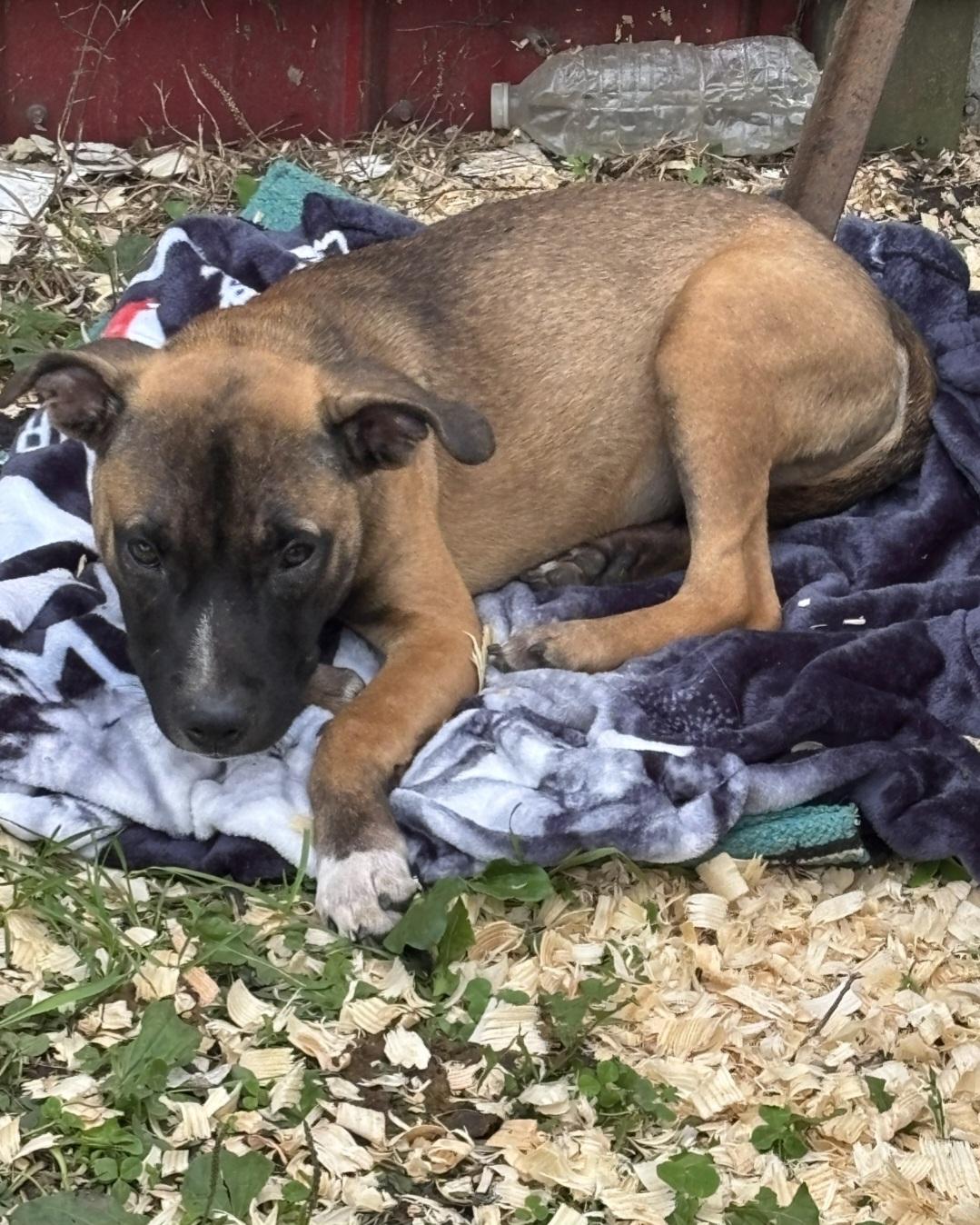 Enlarge Caesar, a Adoptable mixed breed in Marengo, IL image 2/6