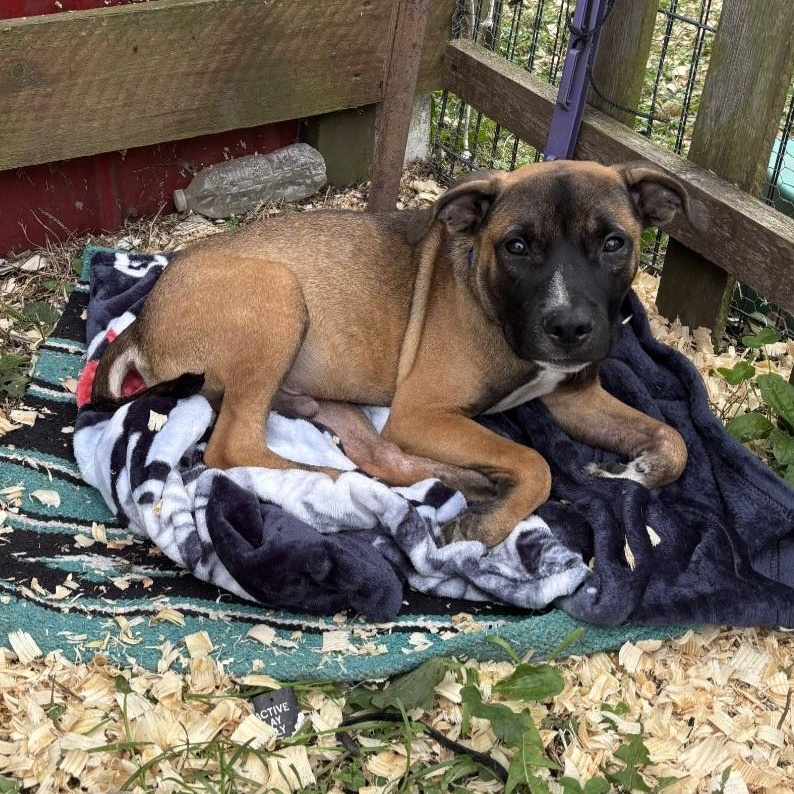 Caesar, Adoptable, Puppy Male Mixed Breed & Boxer.