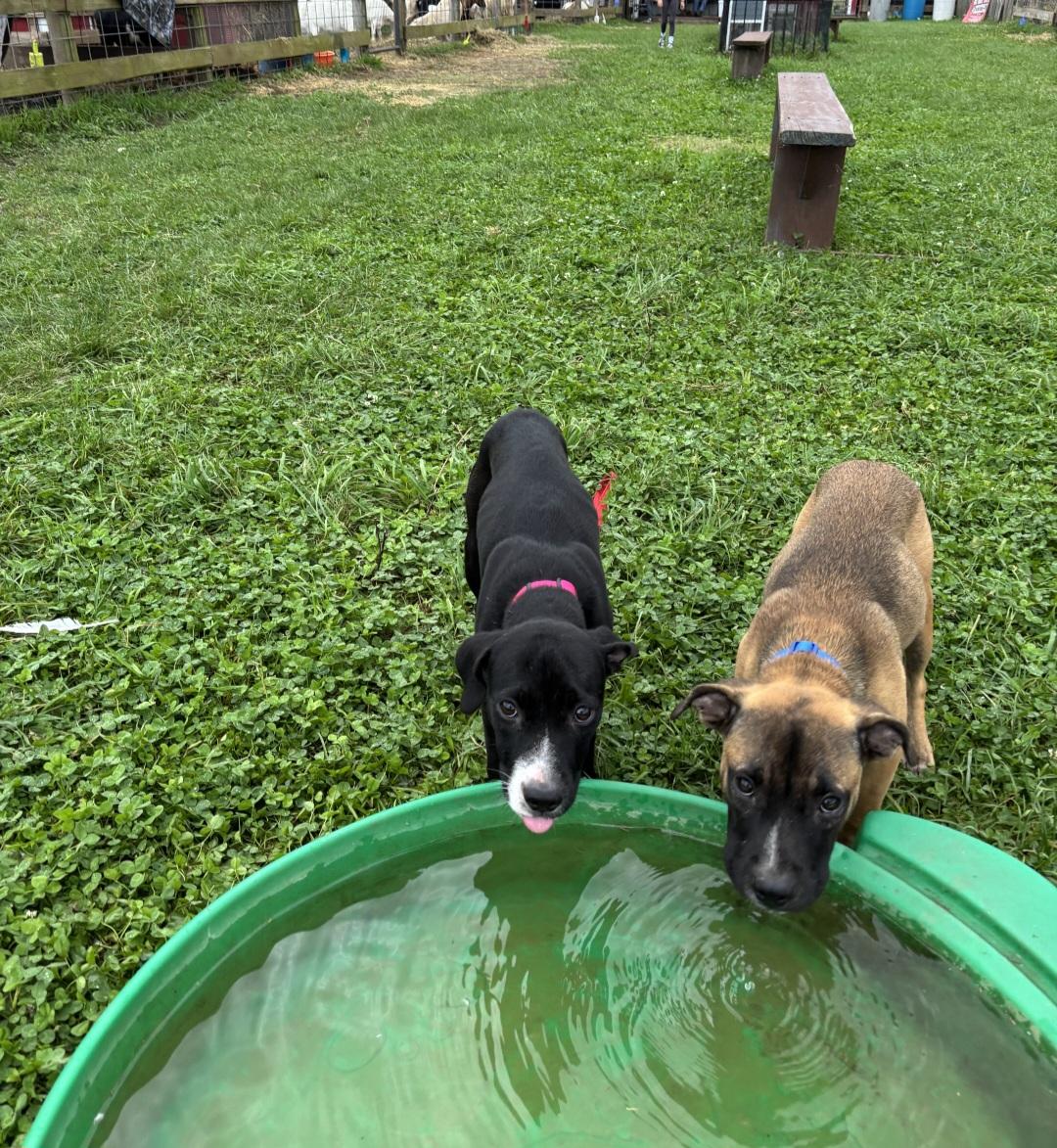 Enlarge Caesar, a Adoptable mixed breed in Marengo, IL image 4/6