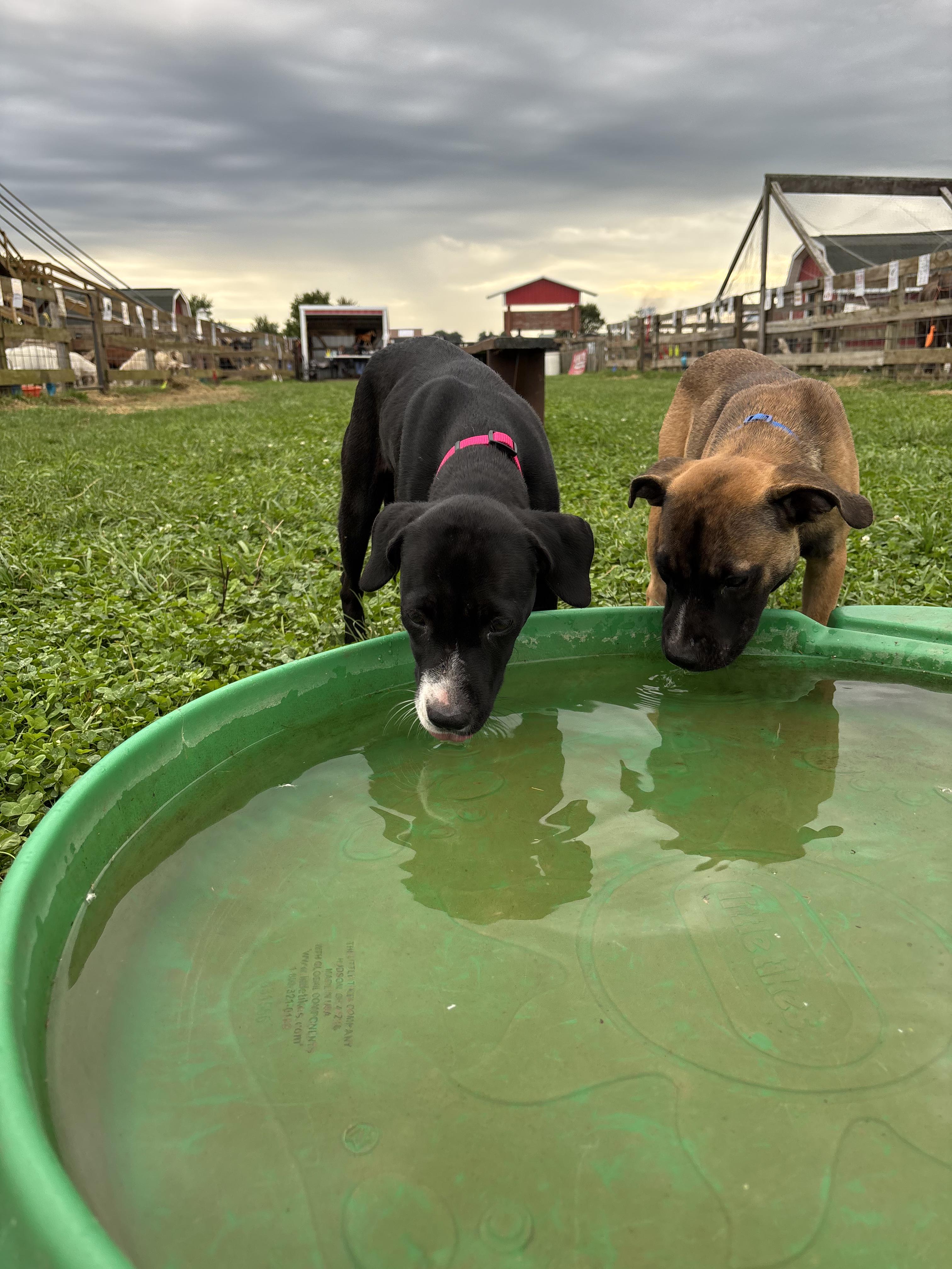 Enlarge Caesar, a Adoptable mixed breed in Marengo, IL image 5/6