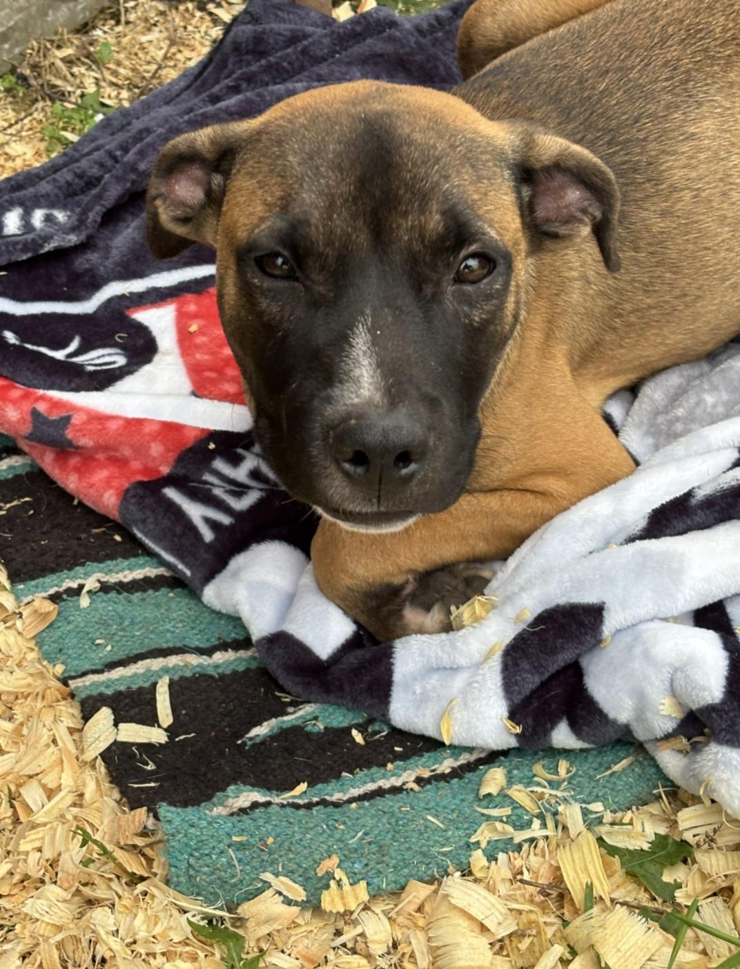 Enlarge Caesar, a Adoptable mixed breed in Marengo, IL image 3/6