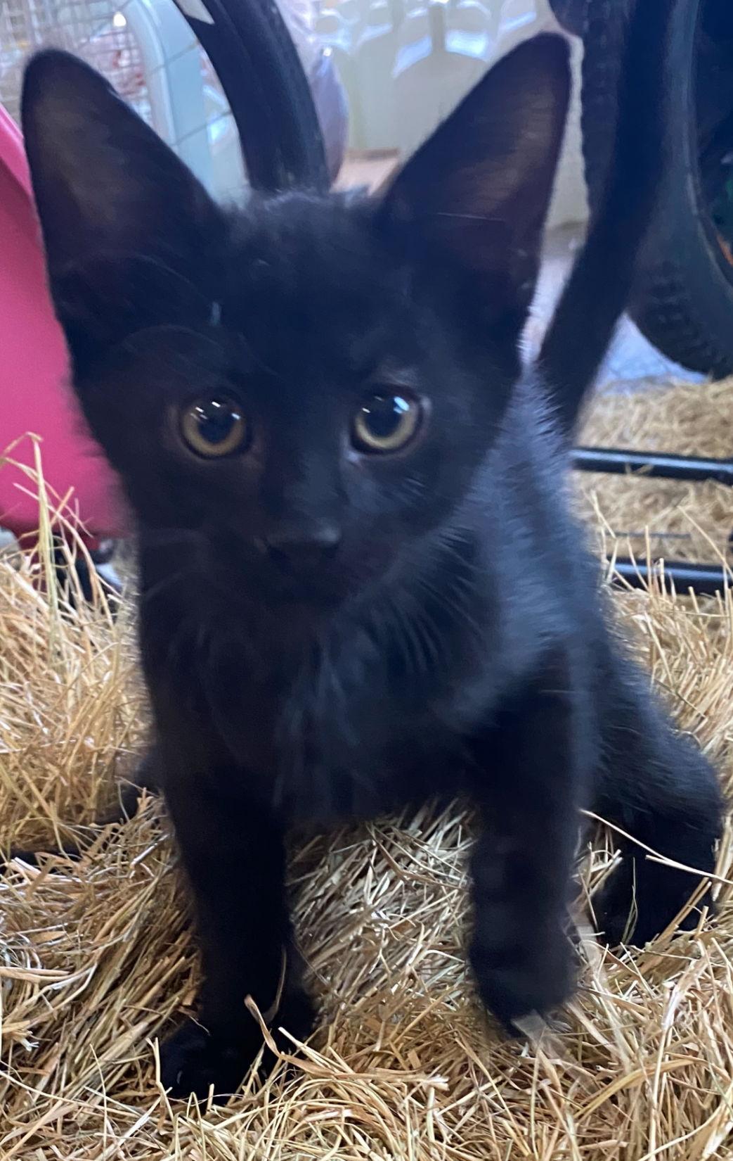 Felix, Adoptable, Young Male American Shorthair.