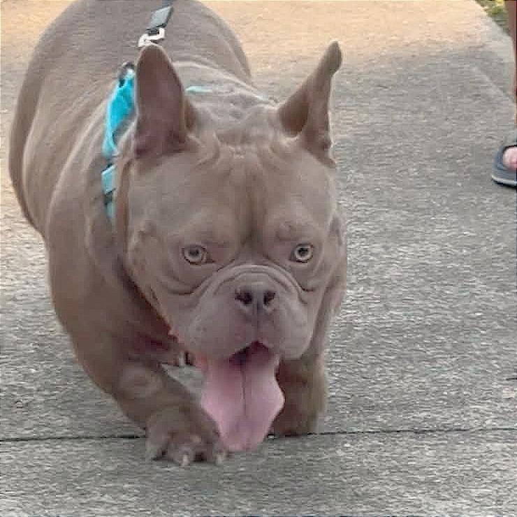 Enlarge Bear, a Adoptable American Bully in Huber Heights, OH image 1/5