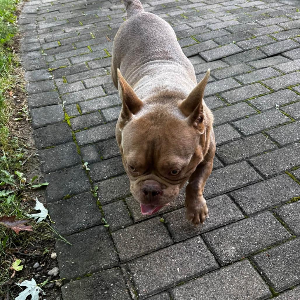 Enlarge Bear, a Adoptable American Bully in Huber Heights, OH image 2/5